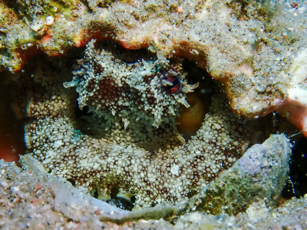 Coconut Octopus
