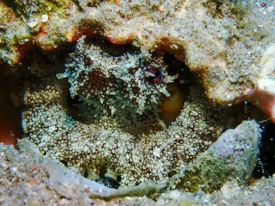 Coconut Octopus