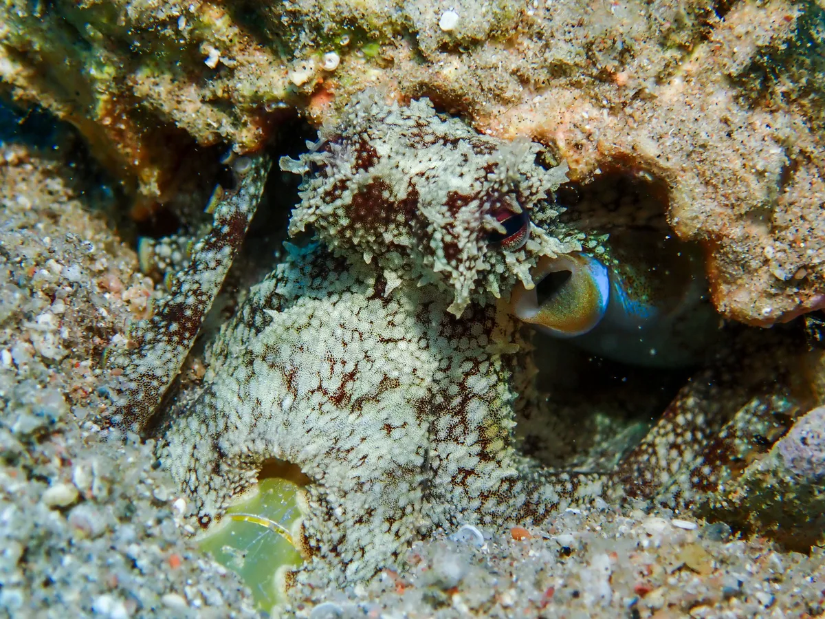 Coconut Octopus