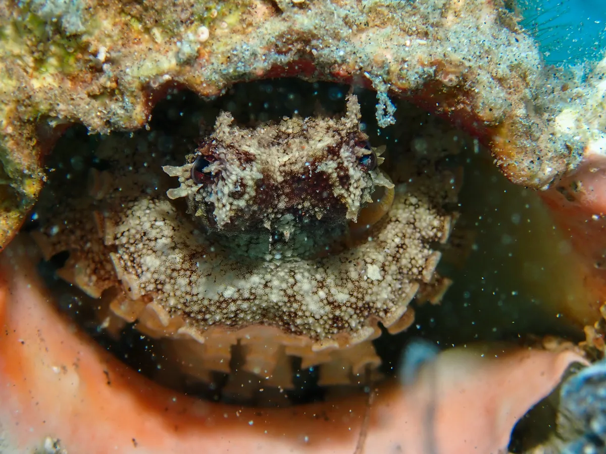 Coconut Octopus