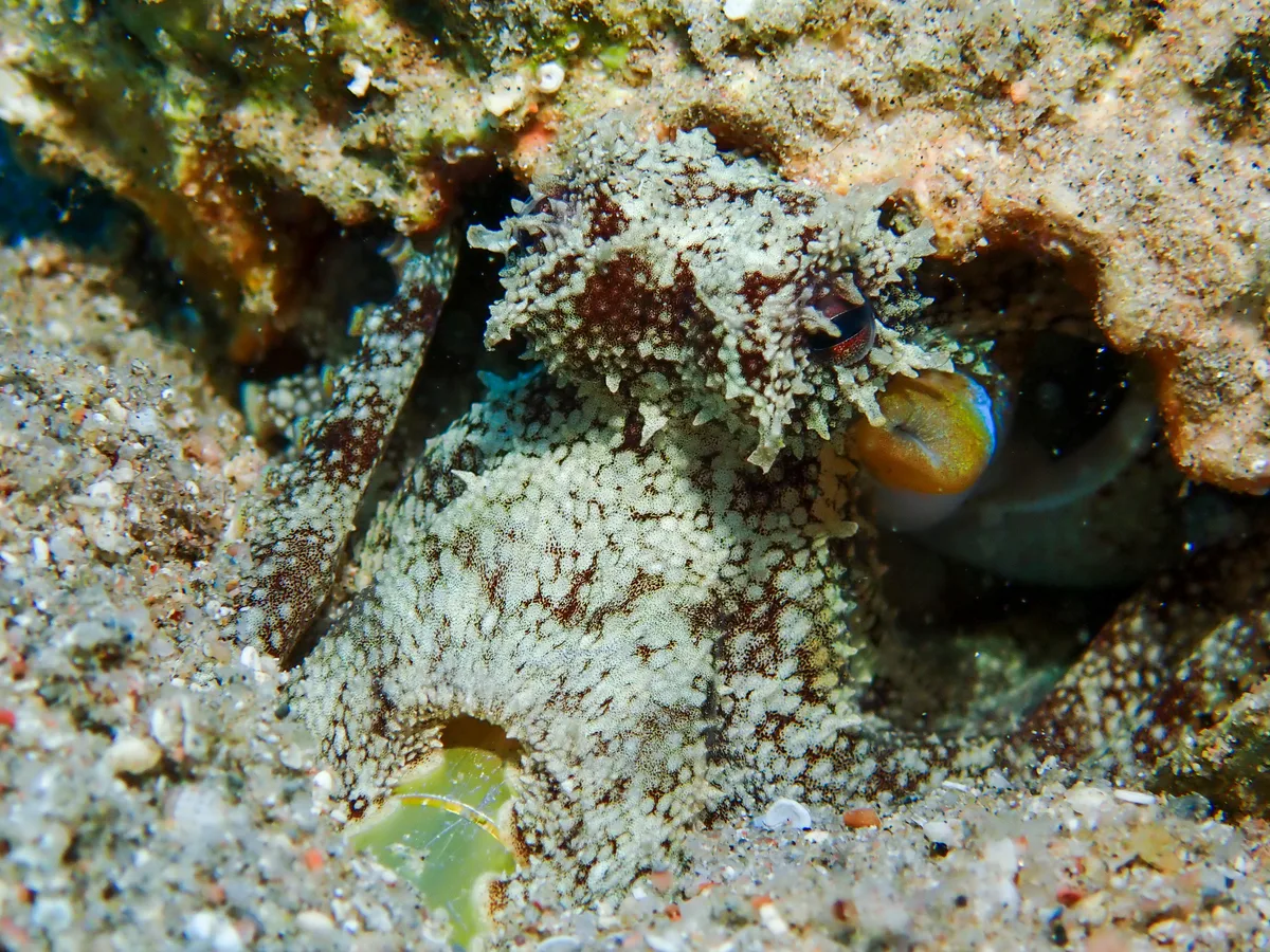 Coconut Octopus