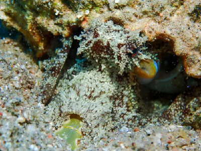 Coconut Octopus