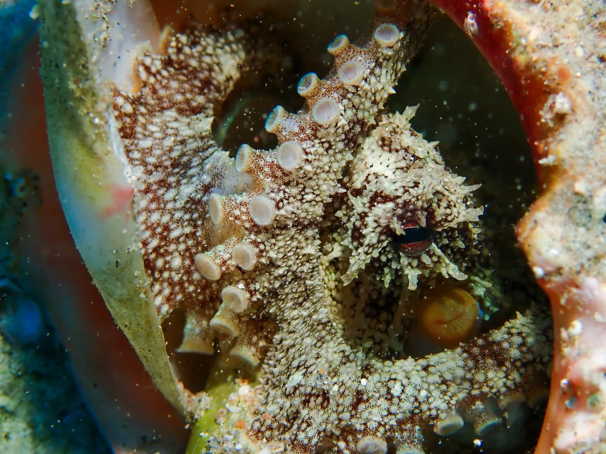 Coconut Octopus