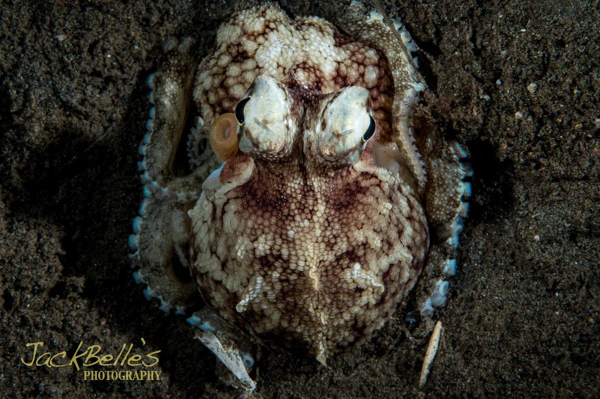 Amphioctopus marginatus