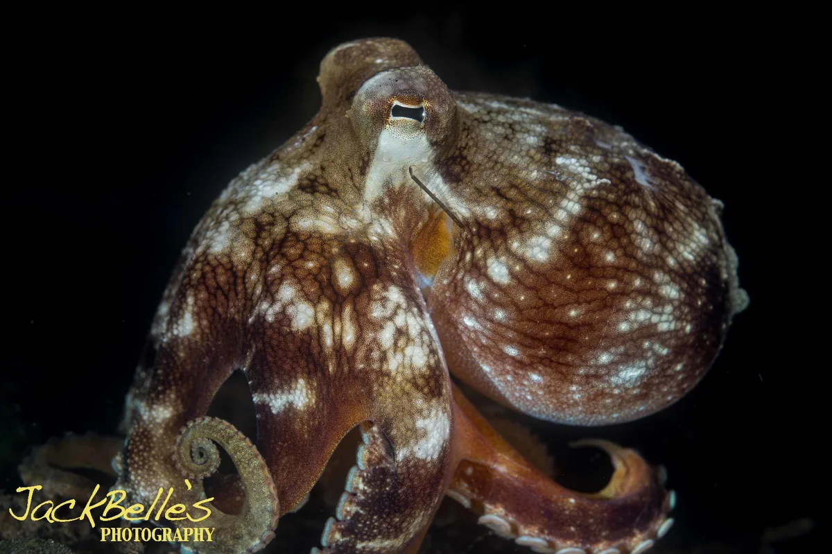 Amphioctopus marginatus