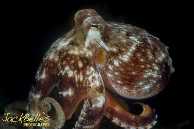 Amphioctopus marginatus