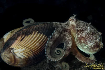 Amphioctopus marginatus