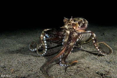 Coconut Octopus - Amphioctopus marginatus