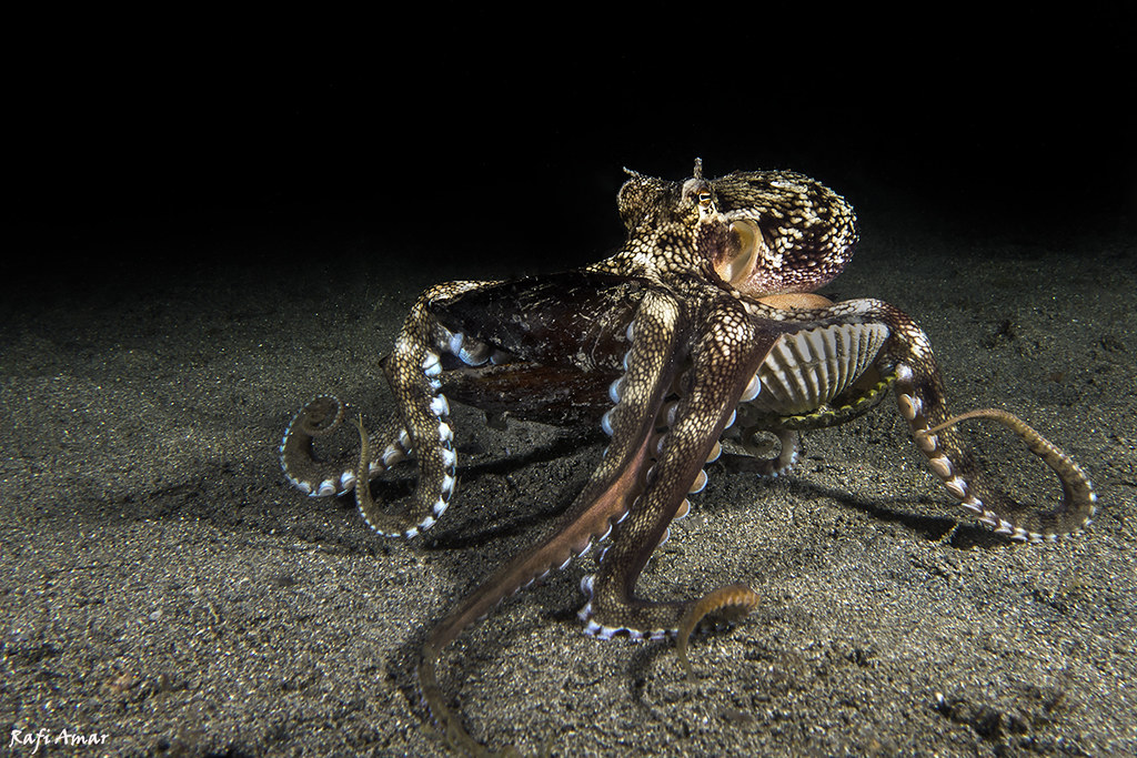Coconut Octopus - Amphioctopus marginatus