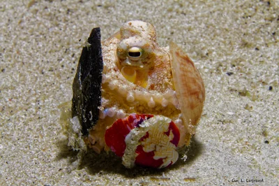 Coconut Octopus, Amphioctopus marginatus