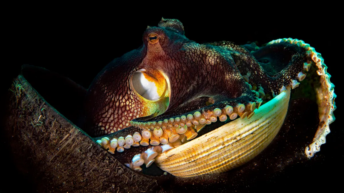 p1070976__Coconut octopus (Amphioctopus marginatus)