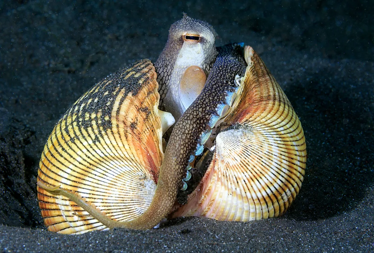 Coconut or (Veined) Octopus - Amphioctopus marginatus