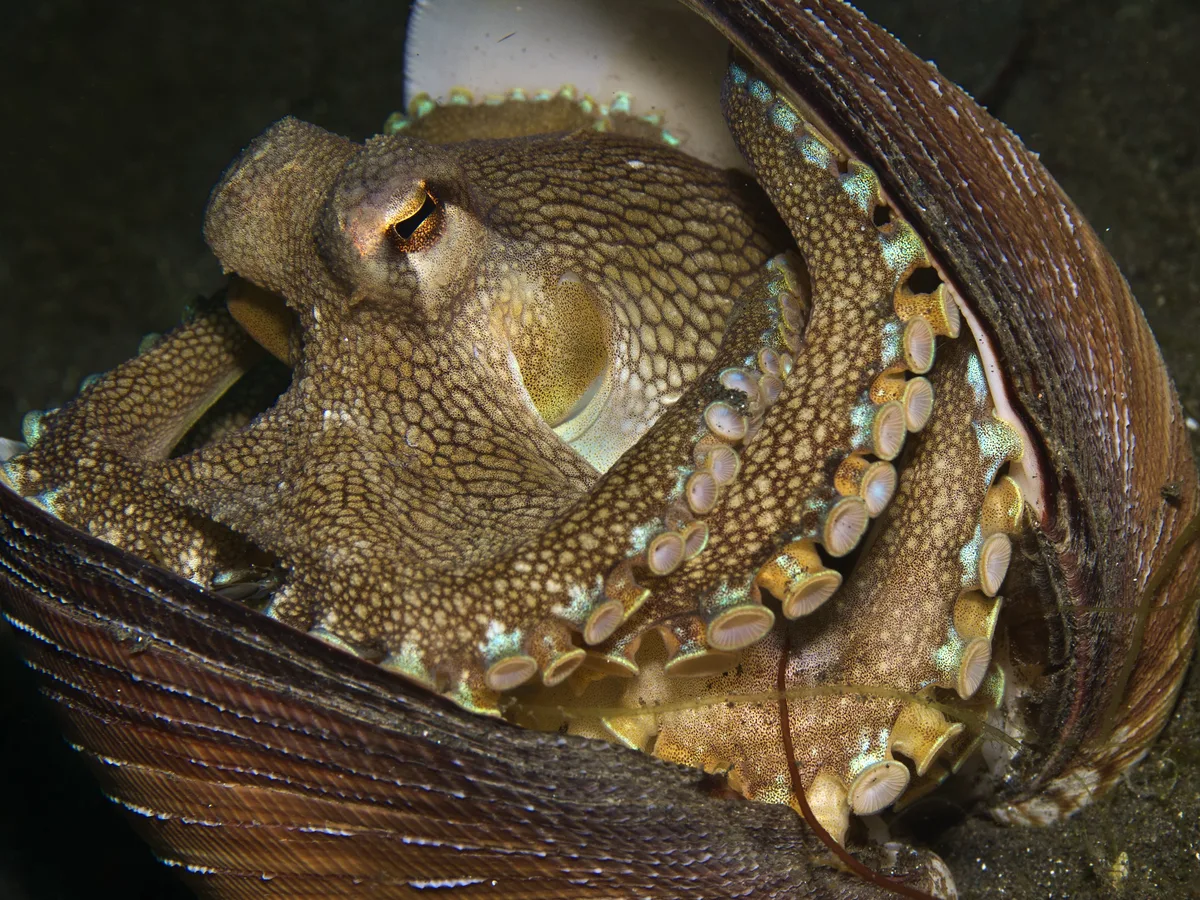 Amphioctopus marginatus (coconut octopus)