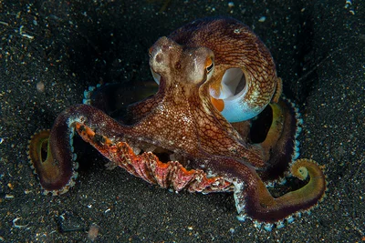 Amphioctopus marginatus