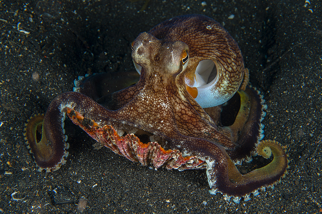 Amphioctopus marginatus