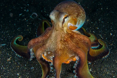 Amphioctopus marginatus