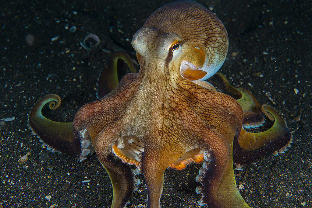 Amphioctopus marginatus