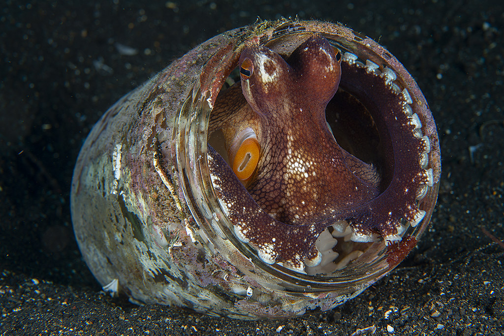 Amphioctopus marginatus