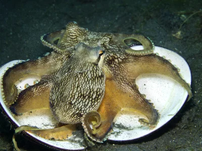 Amphioctopus marginatus (coconut octopus)