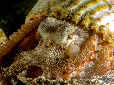 Amphioctopus marginatus