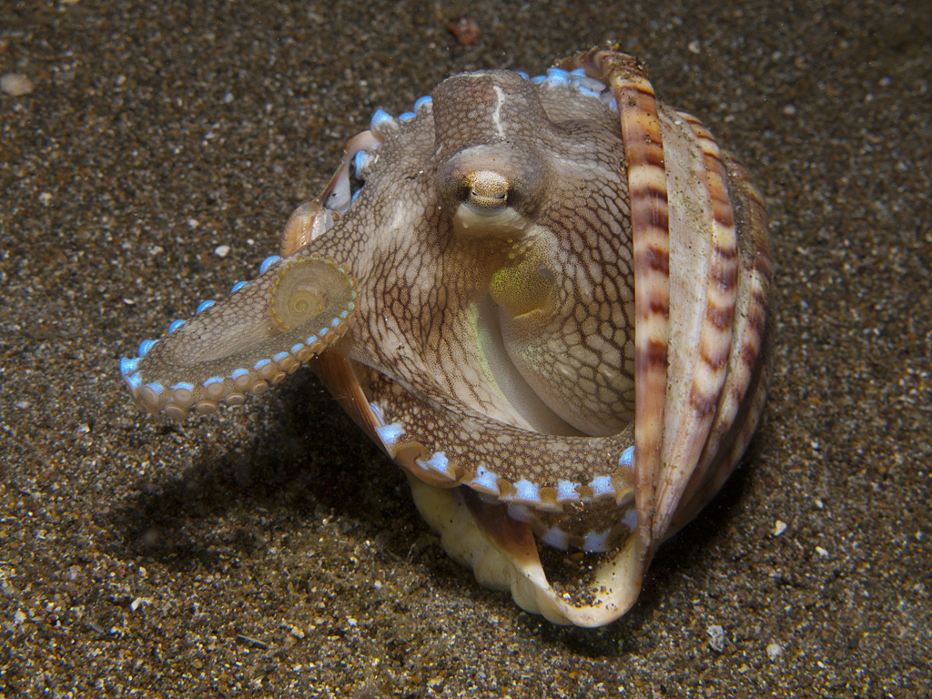 Amphioctopus marginatus