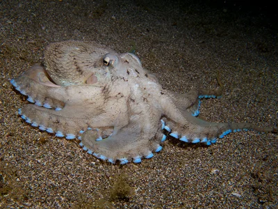 Amphioctopus marginatus
