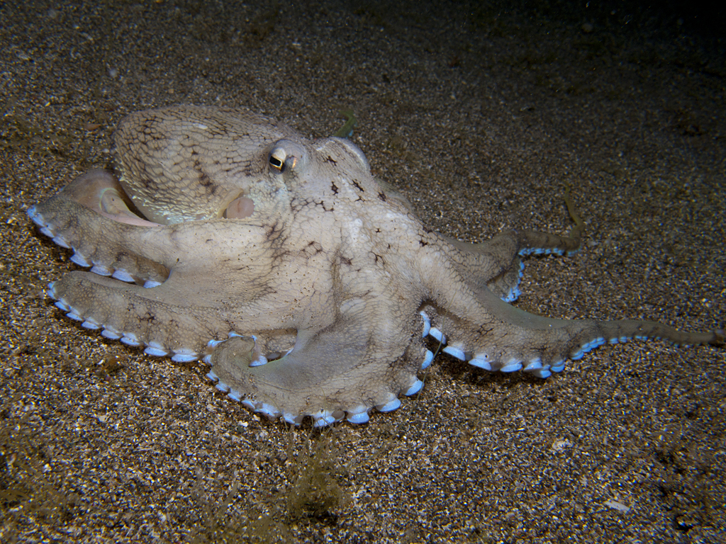 Amphioctopus marginatus