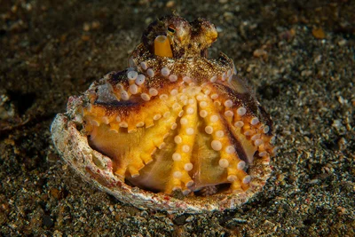 Amphioctopus marginatus