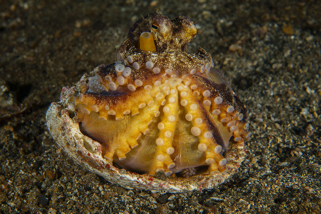 Amphioctopus marginatus