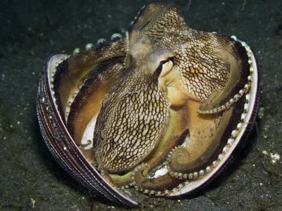 Amphioctopus marginatus (coconut octopus)