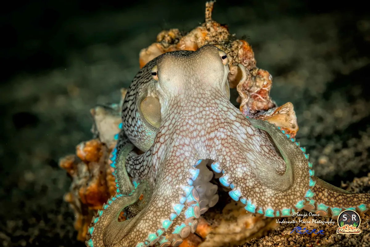 COCONUT OCTOPUS