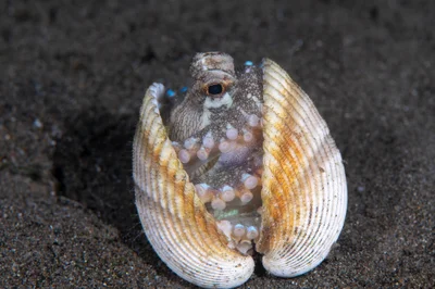 Coconut octopus.jpg