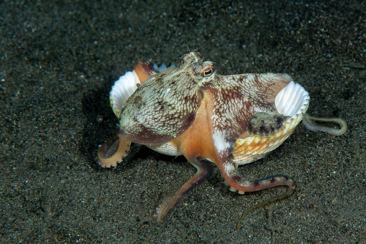 Coconut octopus.jpg