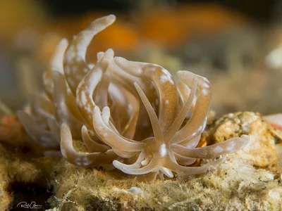 Phyllodesmium colemani - Phyllodesmium colemani
