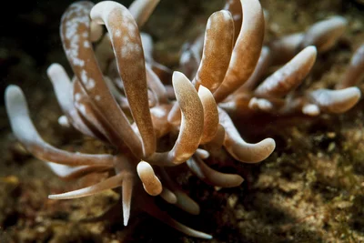Phyllodesmium colemani