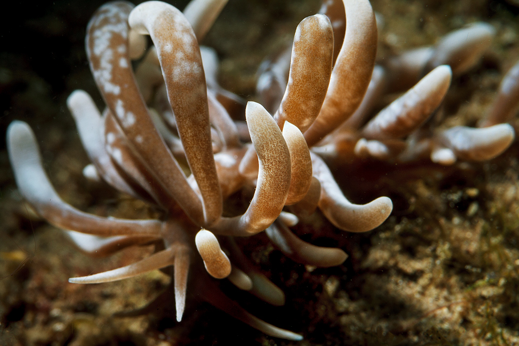 Phyllodesmium colemani