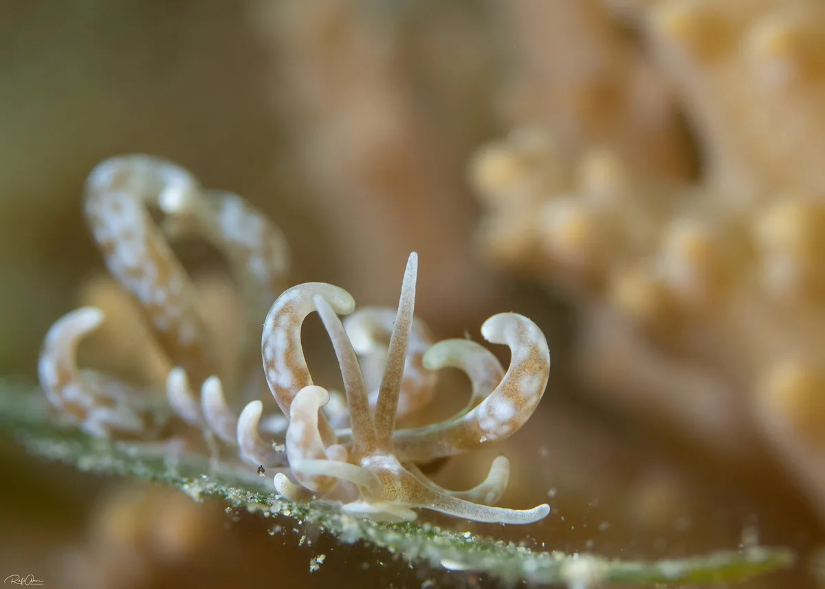 Phyllodesmium colemani - Coleman's Phyllodesmium