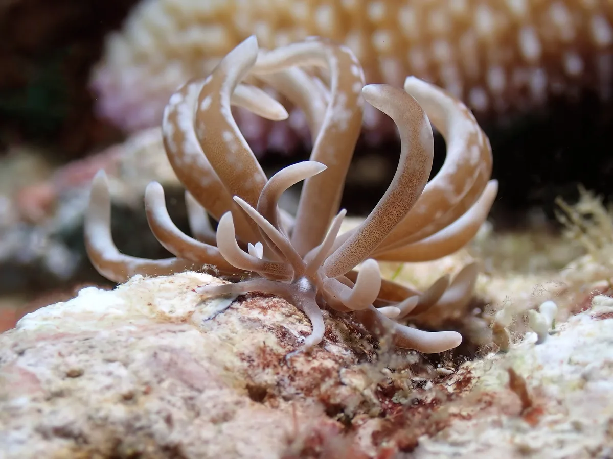 Phyllodesmium colemani