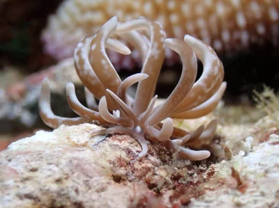 Phyllodesmium colemani
