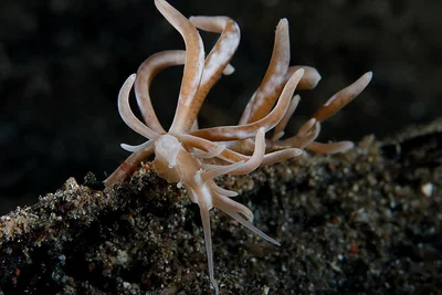 Phyllodesmium Colemani