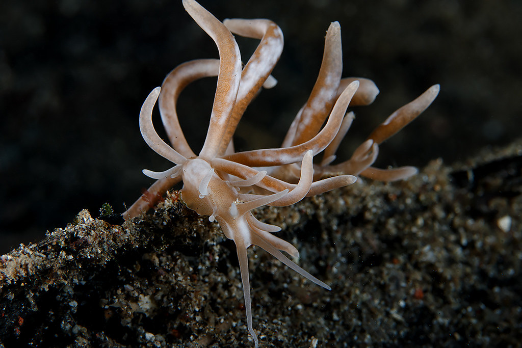 Phyllodesmium Colemani