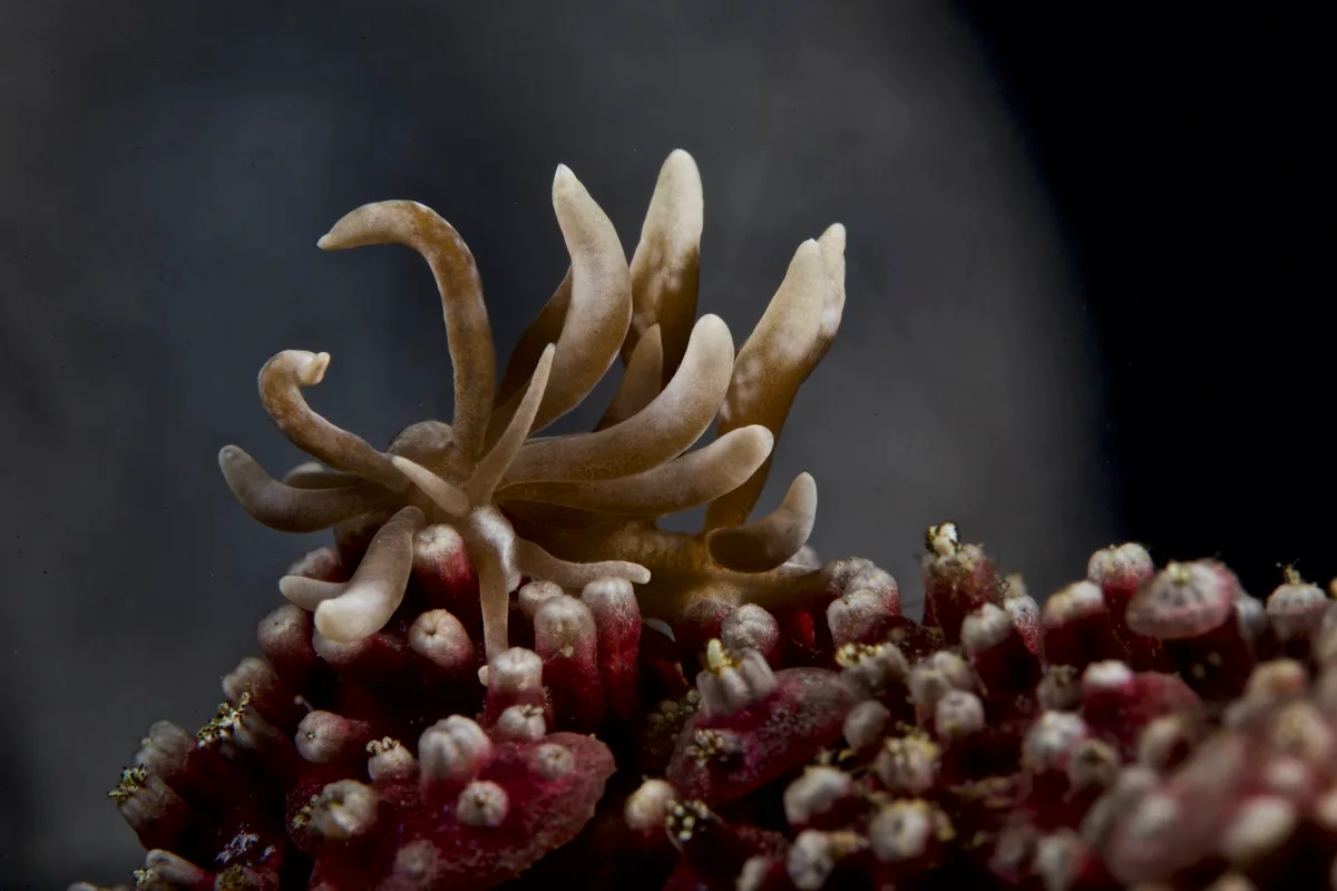 Phyllodesmium colemani
