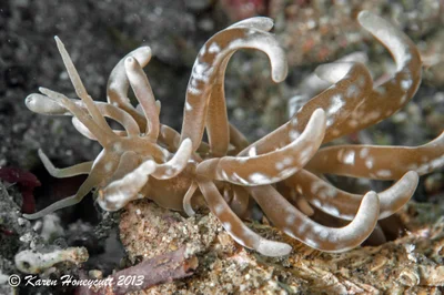 Phyllodesmium colemani (Nudibranch) - Dumaguete, Philippines