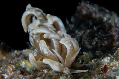 Phyllodesmium colemani