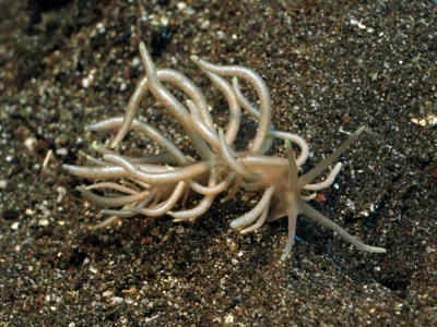 Phyllodesmium colemani