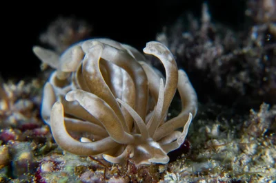 Phyllodesmium colemani