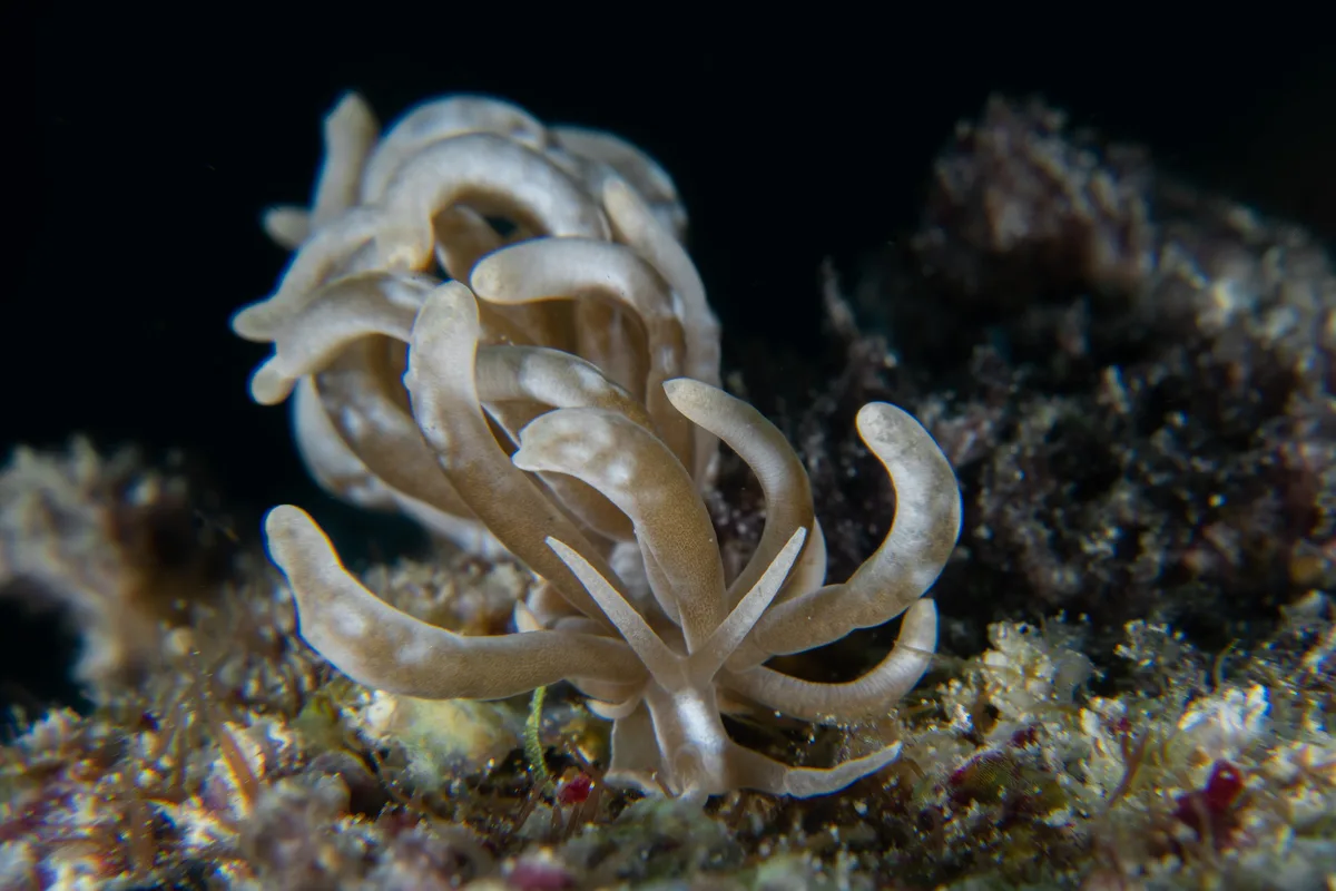 Phyllodesmium colemani