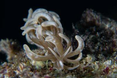 Phyllodesmium colemani