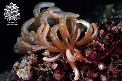 Phyllodesmium colemani, Romblon Island, Philippines