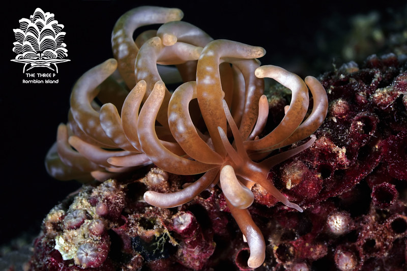Phyllodesmium colemani, Romblon Island, Philippines